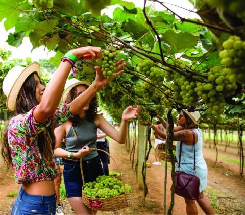 7 passeios em São Roque para aproveitar as férias de verão