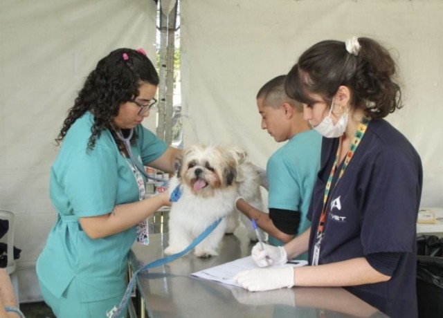 Barueri abrirá agendamento on-line para castração de pets no dia 8 de  novembro