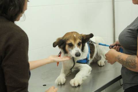 Agendamento para castração gratuita de pets em Barueri será aberto no dia 6 de dezembro