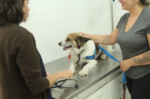 Barueri abre agendamento para castração gratuita de pets no dia 2 de abril