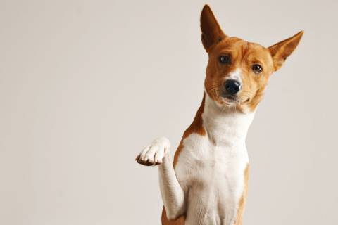 Shopping Tamboré realiza feira de adoção de pets no dia 26