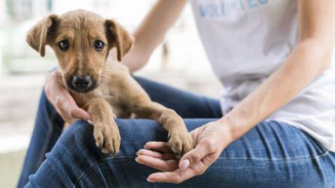 Governo federal lança cadastro nacional para cães e gatos