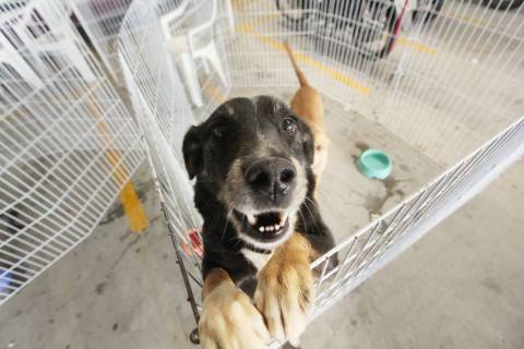 Confira as feiras de adoção de pets em Alphaville em junho