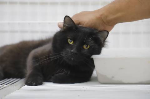 Alerta: Esporotricose pode atingir pets e pessoas