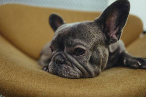 Doenças articulares comprometem a saúde física e emocional dos cães, alerta especialista