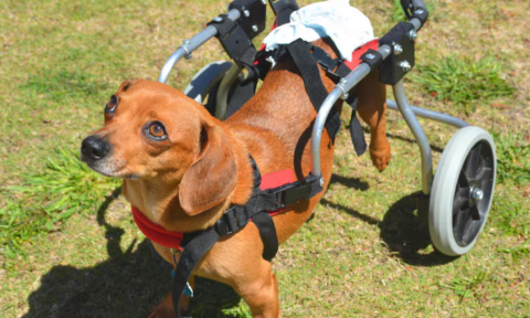 Pesquisa feita com cães dá esperança para quem perdeu movimentos