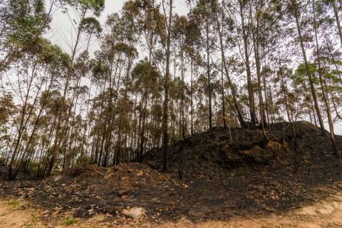 Barueri e Parnaíba já registram 34 incêndios florestais