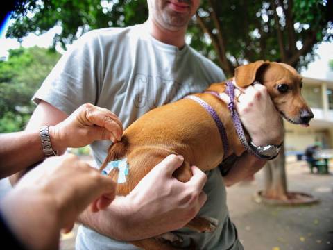 Santana de Parnaíba anuncia vacinação contra raiva